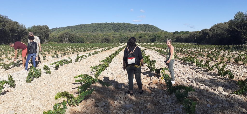 Plantation 2019 Syrah et Grenache au Pic Saint Loup.