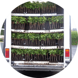 Camion-livraison-plants-vigne