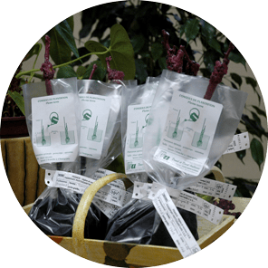 Plants-vigne-a-l-unite Plants de vignes individuels