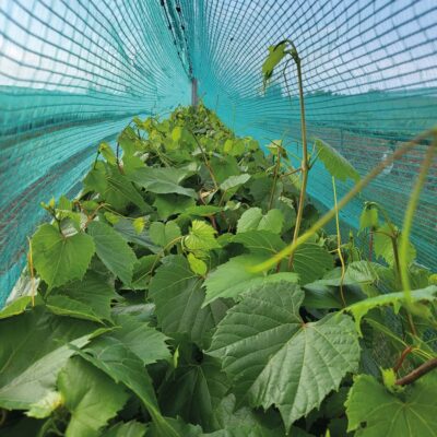 Palissage-des-vignes-meres