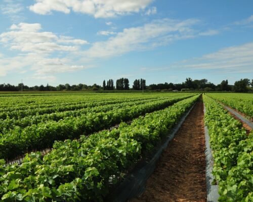 réduction-des-intrants